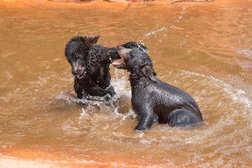 Cute bear cubs playing in water