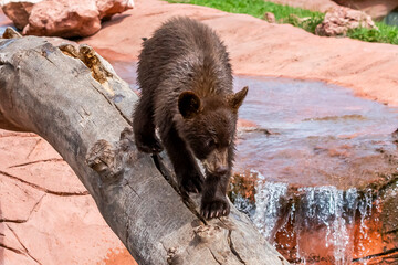 Cute bear cub walking on woods in the pool area