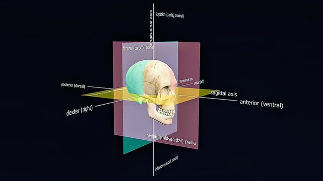 Human skull anatomical planes axix and direction
