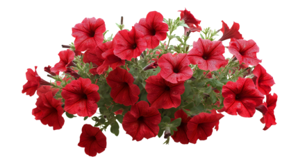 Vibrant red petunia flowers in full bloom isolated on transparent background. PNG