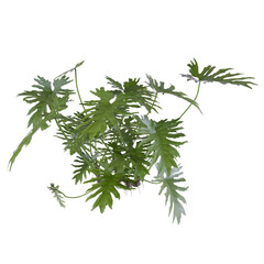 dill isolated on white