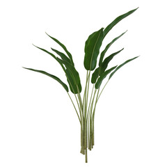 green plant isolated on white