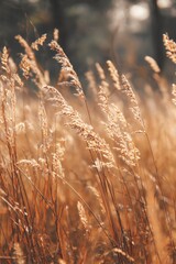 Fototapeta premium A serene field of tall grass sways gently in a warm, nostalgic breeze, evoking a sense of peace and tranquility.