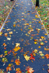 The asphalt road is covered with autumn leaves. A path in an autumn park