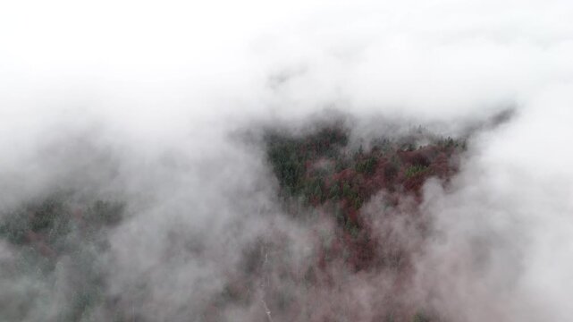 Aerial top view of deciduous and conifers trees forest with morning mist. Drone flying above dense fog moving over woodland in late autumn season