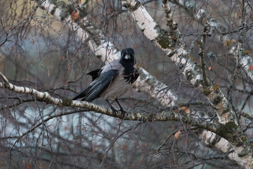 Hooded crow perched on a white birch tree branch in the Estonian nature during a gloomy late autumn day.