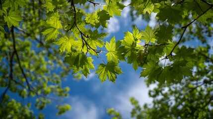 Bright green foliage overhangs a clear blue sky dotted with white clouds