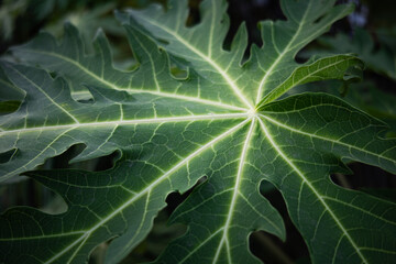 papaya leaves