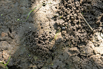 Pheretima peguana.Perionyx excavatus