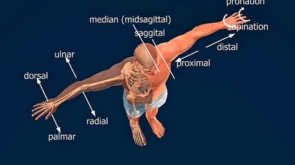 Superior view of human body