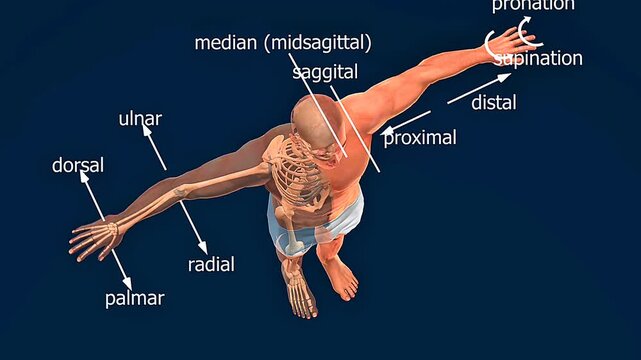 Superior view of human body