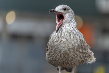 Angry seagull
