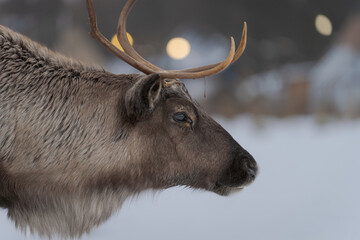 Reindeer in Norway