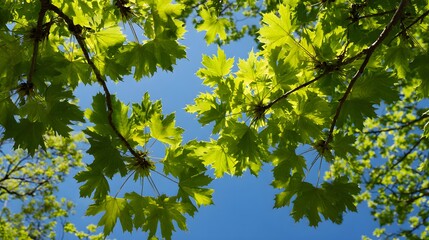 Bright green foliage hangs from branches against a clear blue sky backdrop viewed from below