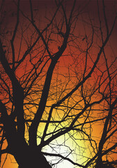 Silhouette of Bare Tree Branches Against Vivid Sunset Sky