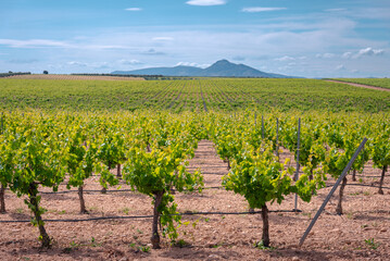 Neat Rows of Grapevines Extend Across a Sunny Vineyard, Capturing the Essence of Agricultural Fields and Rural Life