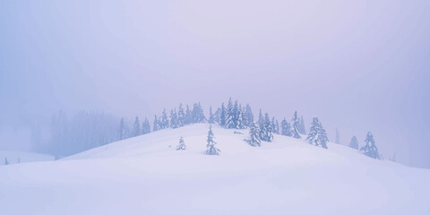 White snow-covered trees in a cold winter forest landscape under a blue sky