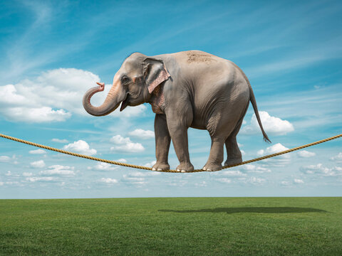 Remarkable elephant balancing skillfully on a tightrope against a beautiful sky, symbolizing resilience, determination, and overcoming challenges with grace