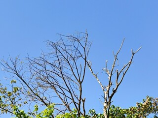 Bare tree branches reach for the clear blue sky, nature's stark beauty against a vibrant backdrop