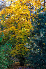 Trees with yellow autumn leaves in Kadriorg park in Tallinn, Estonia