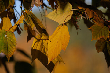 Golden autumn leave on a tree in Kadriorg park in Tallinn, Estonia