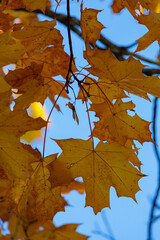 Yellow maple leaves on a tree branch against a blue sky in Kadriorg park in Tallinn, Estonia