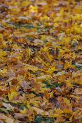 autumn leaves on the ground in Kadriorg park in Tallinn, Estonia