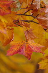 orange, yellow and red maple leaves in Kadriorg park in Tallinn, Estonia