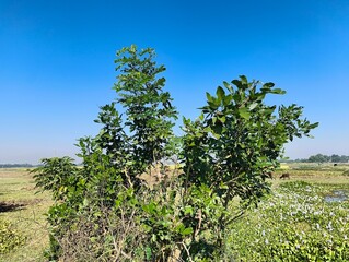 Fototapeta premium Beautiful sunny day with lush green trees and blooming plants under a clear blue sky landscape