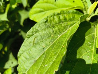 Close-up of vibrant green leaves showing natural texture, perfect for organic and environmental projects