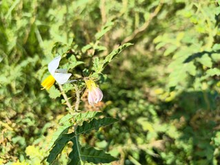 Explore nature's beauty with this vibrant horse nettle blossom, a stunning addition to your botanical collection