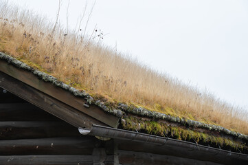 A sod roof in autumn turns from green to golden.