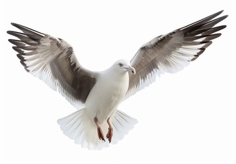 Obraz premium Seagull in Flight with Wings Spread Wide Open Against White Background Bird Soaring in the Air