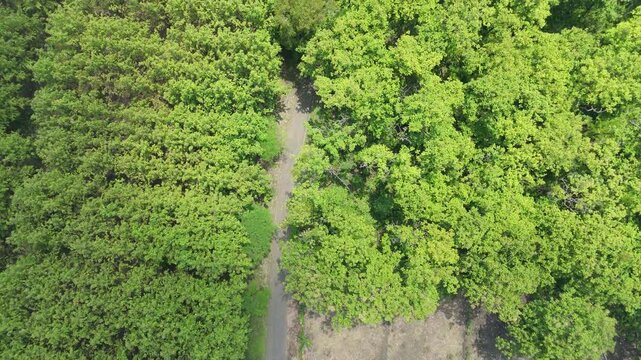 Drone footage presenting a striking contrast between a dense green Teak (Jati) forest plantation and brown tilled fields, divided by a road, offering compelling geometric views of the landscape.