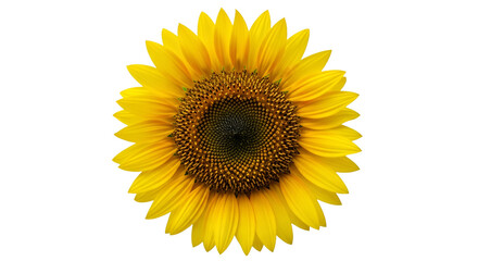 Fototapeta premium Bright Yellow Sunflower with Dark Center on Black Background