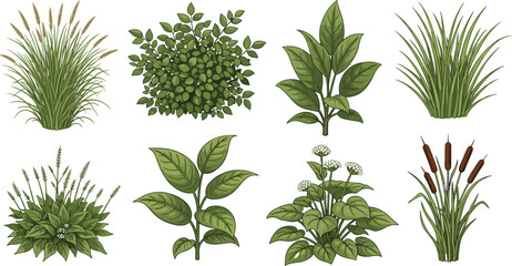 Botanical plant set, green leaves, nature illustration, garden design, plant species, leaf pattern, flora diversity, landscaping, herbal study, foliage, stem, outdoor
