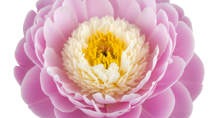 Close-up of a delicate pink peony flower with a creamy yellow center