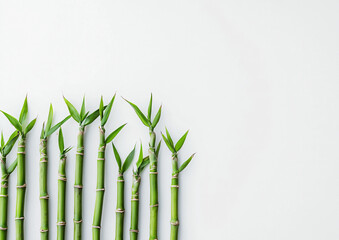 Fototapeta premium Green Bamboo Stems with Fresh Leaves on White Background