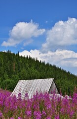 Hütte in der Hohen Tatra, Polen, vertikal