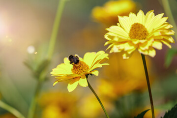 Bumble bee feeds on the pollen of a purple cone flower; macro view shallow focus.