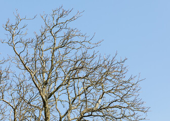 A large tree with dry branches photographed from below against a blue sky