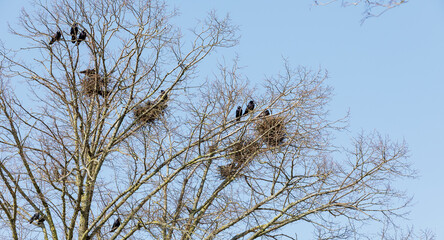 Many crows and their nests on dry tree branches in spring. Horizontal photo