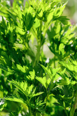 Close up of a fresh sprig of parsley vibrant green leaves with detailed edges in natural light in the garden