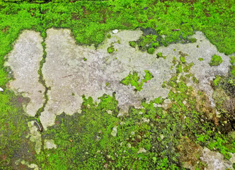 Natural green moss background in close up