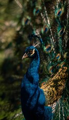 Fototapeta premium Majestic peacock portrait showcases vibrant plumage a stunning display of nature’s artistry