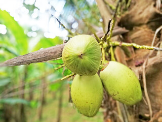 Coconut fruits in close up, with nature blurry background