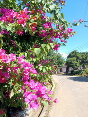 Vibrant bougainvillea flowers cascade along a sunny pathway showcasing colorful blooms