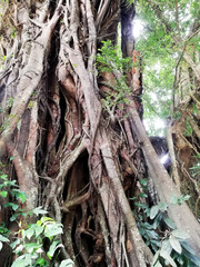 Big Banyan Tree and details, in close up growth in the nature