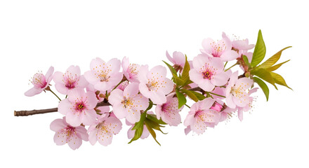 Obraz premium Pink Cherry Blossom Branch with Green Leaves 71732cff6f854fc9ac348572dd0dd60adr