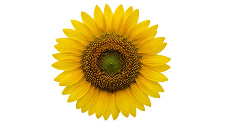 Fototapeta premium Single Yellow Sunflower Bloom Isolated on Black Background